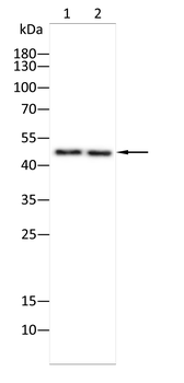 NR2F2 Antibody