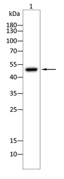 RBFOX1 Antibody