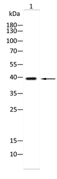 CSNK1A1/CSNK1A1L Antibody