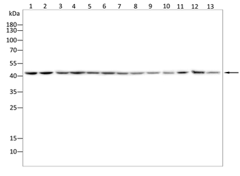 ACTA1 Antibody