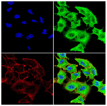 SYN1/SYN2 Antibody