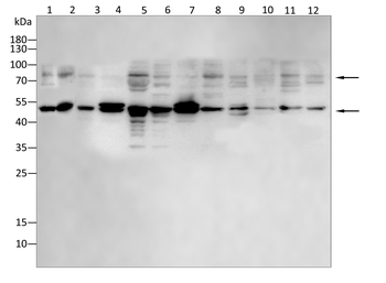 SYN1/SYN2 Antibody