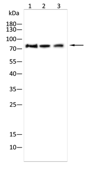 SYN1/SYN2 Antibody