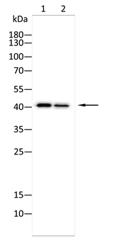 HLA-A Antibody