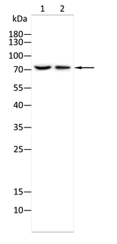 TRIM25 Antibody