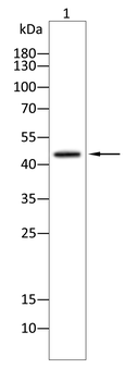 ORM1 Antibody