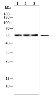 NR3C1 Antibody