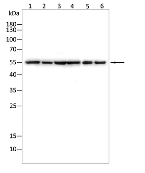 NFKB2 Antibody