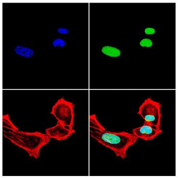 HOXA9 Antibody