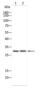 HOXA9 Antibody