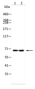 NAV2 Antibody