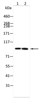 NAV2 Antibody