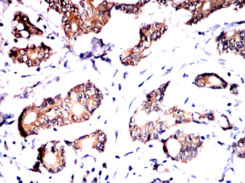 HSPA9 Antibody
