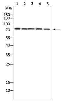 HSPA9 Antibody