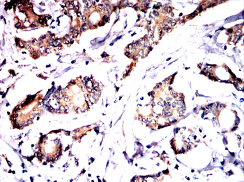 HSPA9 Antibody