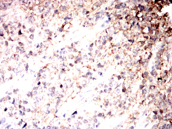 HSPA9 Antibody