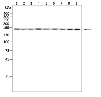 PRDM16 Antibody
