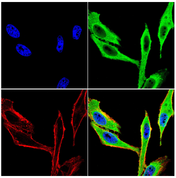 PRDM16 Antibody
