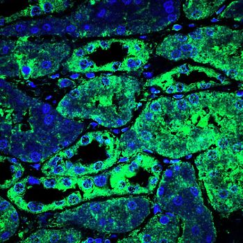 PRDM16 Antibody