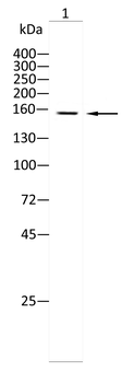 PRDM16 Antibody