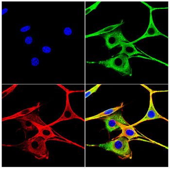 PRDM16 Antibody