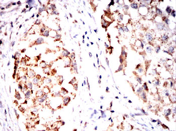 ANAPC10 Antibody