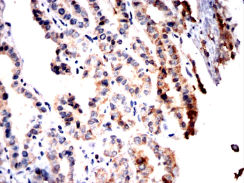 ANAPC10 Antibody