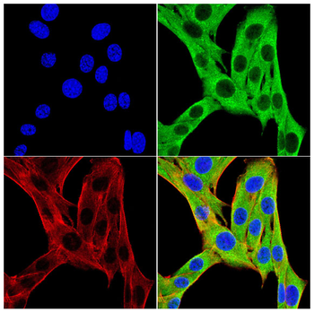 ANAPC10 Antibody