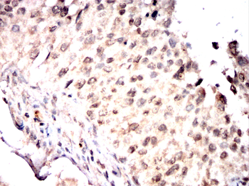 ANAPC10 Antibody