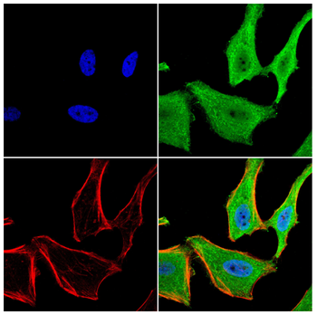 DEFA1 Antibody