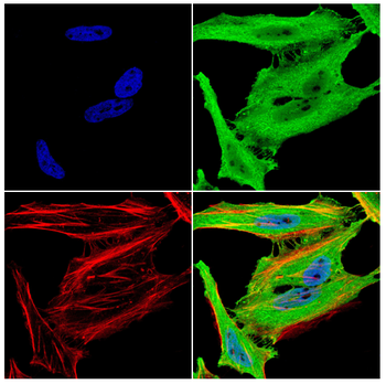 XDH Antibody