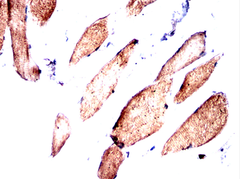 XDH Antibody
