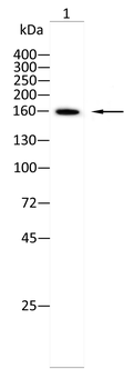 XDH Antibody