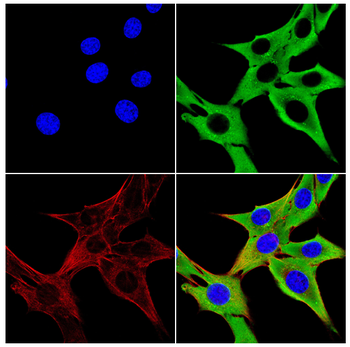 PRDX2 Antibody