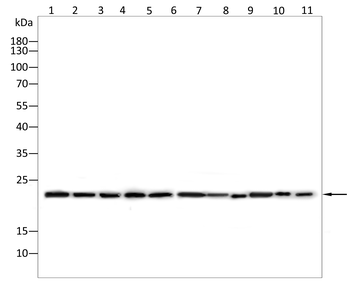 PRDX2 Antibody