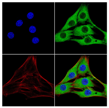 UGP2 Antibody