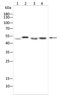 MECP2 Antibody