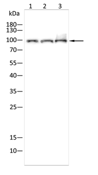 DDX1 Antibody