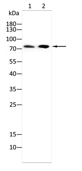 DDX3X Antibody