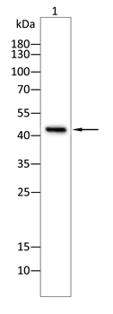 TFAP2C Antibody
