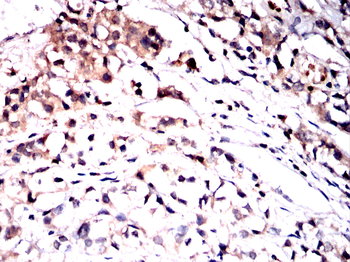 RAB5A Antibody