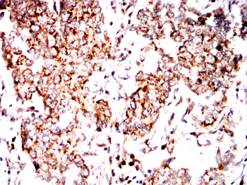 BCL2L10 Antibody