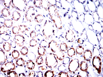 BCL2L10 Antibody