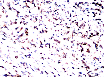 KHSRP Antibody