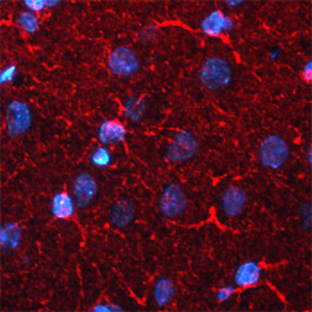 BACE1 Antibody