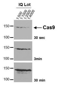 CRISPR/Cas9 Monoclonal Antibody