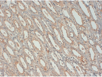 Insulin-Like Growth Factor Mouse Monoclonal Antibody (HRP)