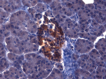 Insulin-Like Growth Factor Mouse Monoclonal Antibody (HRP)