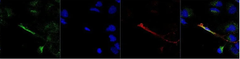 F4/80 Antibody