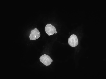 Lamin C Antibody